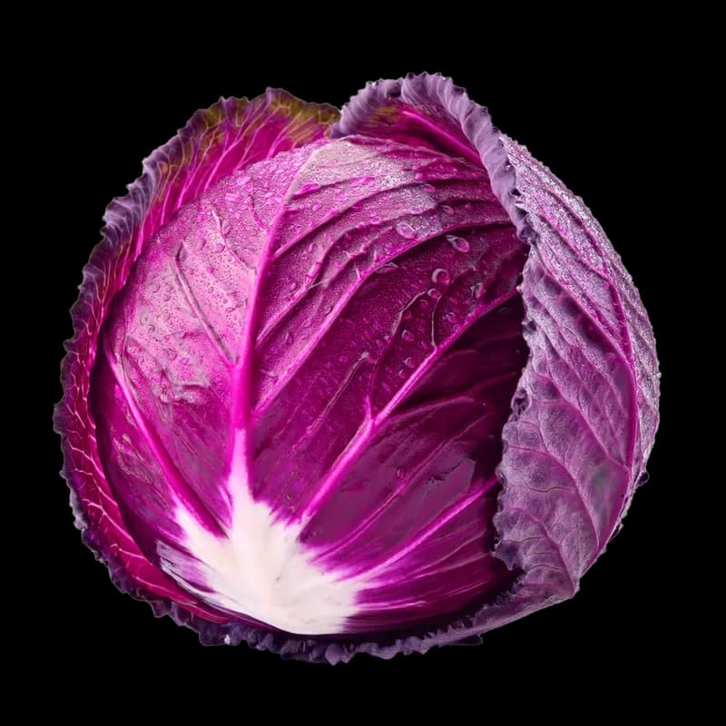 Cabbage Red