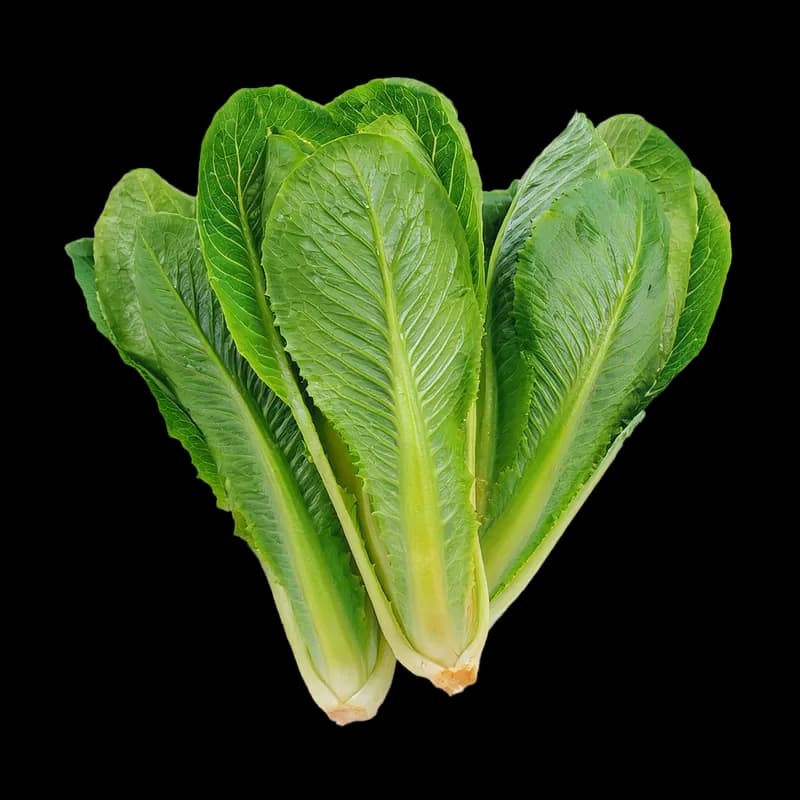 Lettuce – Cos