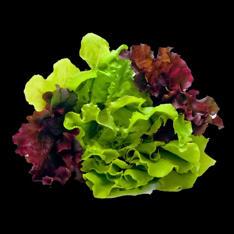 Lettuce – Fancy
