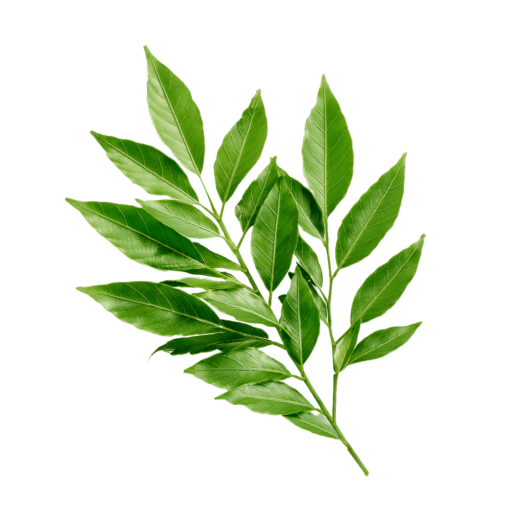 Fiji – Curry leaves