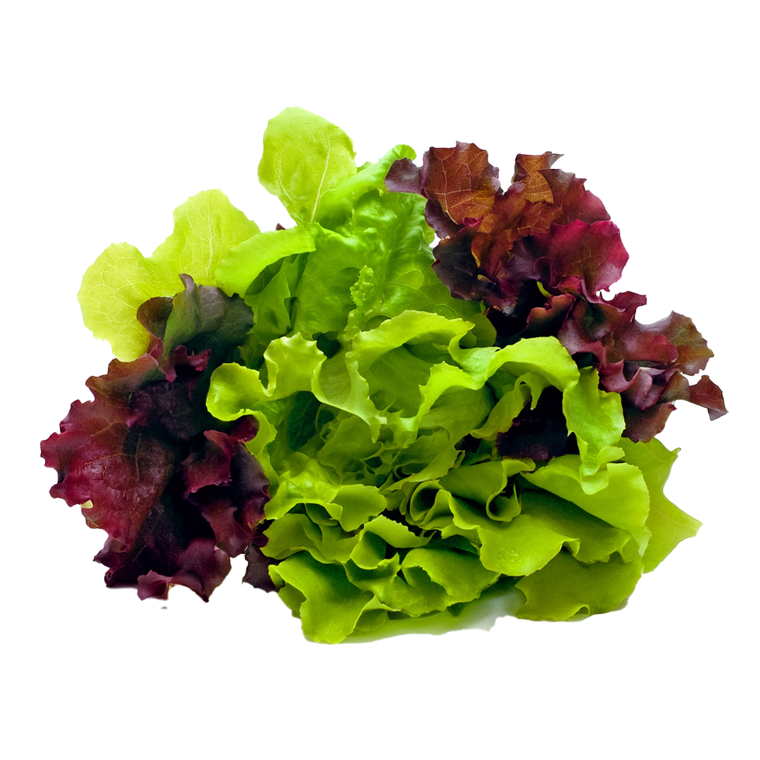 Lettuce Fancy Transparent