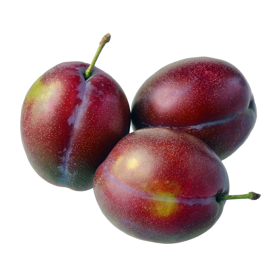 Plums OMEGA 1 Plums OMEGA