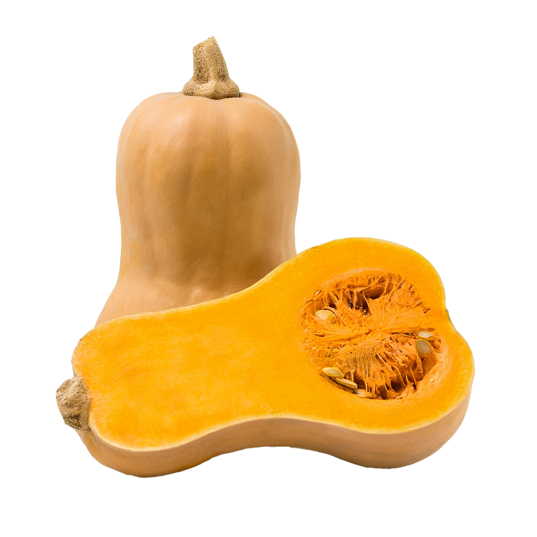 Butternut 1 Butternut